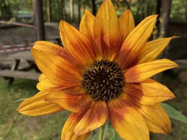 solsikke på legepladsen